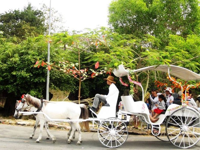 Năm ngọ, về Vũng Tàu cưỡi ngựa lấy may - ảnh 2